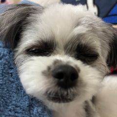 ハム太郎
