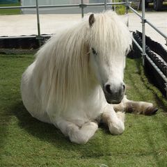 STELLA