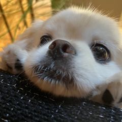 まこ